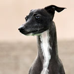 Champion Marchwind's Adam Had'Em - Seal Italian Greyhound